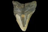 Bargain, Fossil Megalodon Tooth - North Carolina #124817-1
